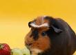 Guinea Pigs, Rats and Rabbits as Pets