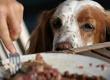 Why Pets Shouldn't Be Fed at the Table