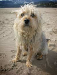 Dogs beach day At The Beach pets At