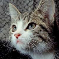 Cat Kitten Kitty Feline Pet Kids Pets