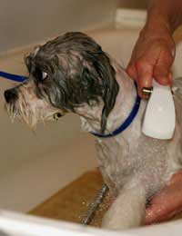 Pet Pet Care Bathing Grooming Groom