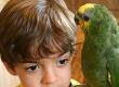 Birds: Keep Kids From Being Pecked