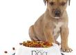 What To Do if Your Pet is Overweight