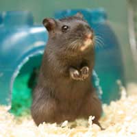Kids Kids Pets Children Children’s Pets