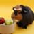 Guinea Pigs, Rats and Rabbits as Pets