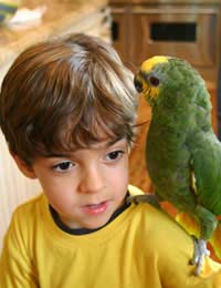 Birds Bird Care Pet Care Kids Pets
