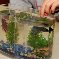 Fish Fish Care Aquarium Fish Fishes Kids