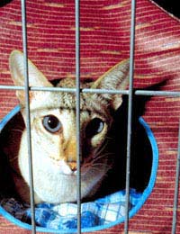 Kids Children Child Pet Pet Care Kids