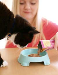 Cat Kitten Feline Cat Food Kitten Food