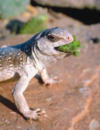 Pet Pets Reptile Reptile Care Reptile