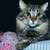 Making Your Cat Feel at Home