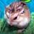 Making Your Small Animal Feel at Home