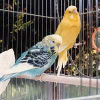 Pet Bird Birds Pet Care Bird Care Bird