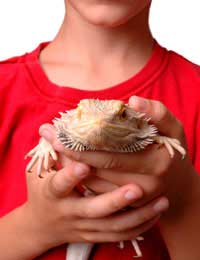 Reptile Reptile Care Herp Herp Care Pet