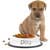 What To Do if Your Pet is Overweight